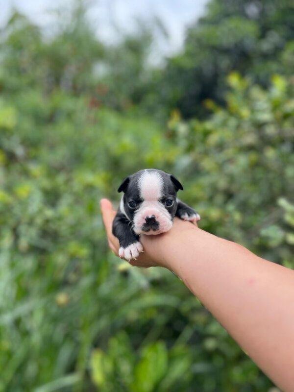 Boston Terrier Precio