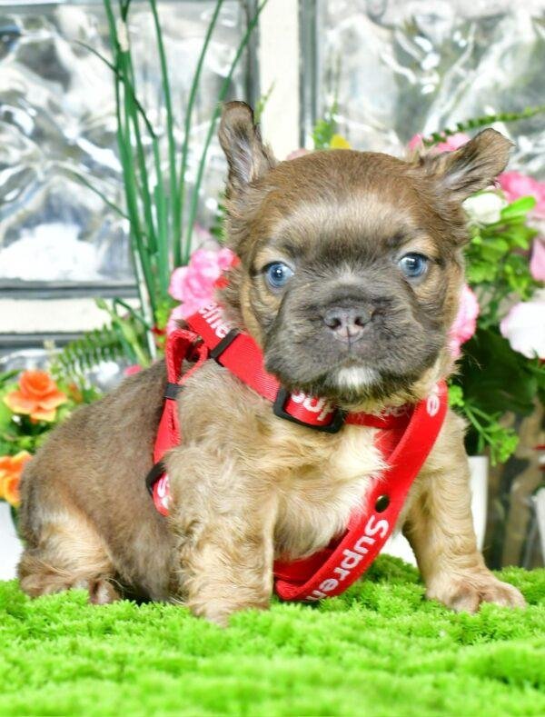 Cachorros Bulldog Francés Fluffy en Venta - Image 5