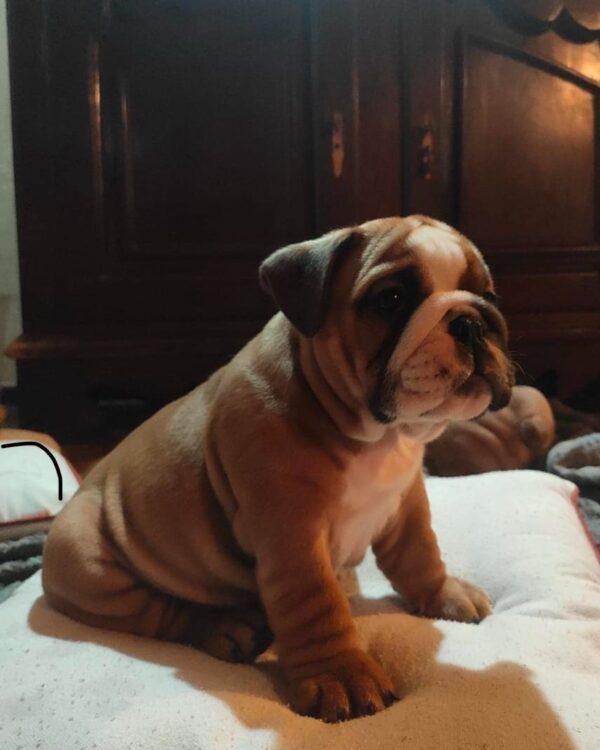 Precio Bulldog Inglés