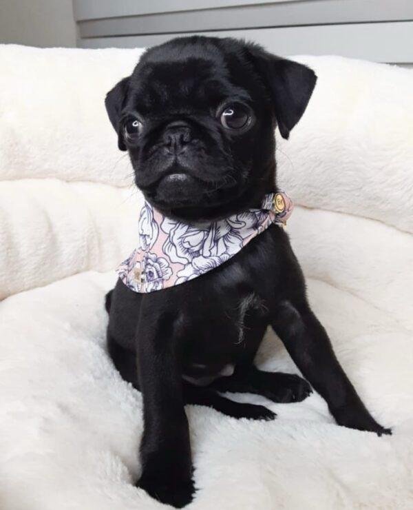Venta Cachorros Pug Negro
