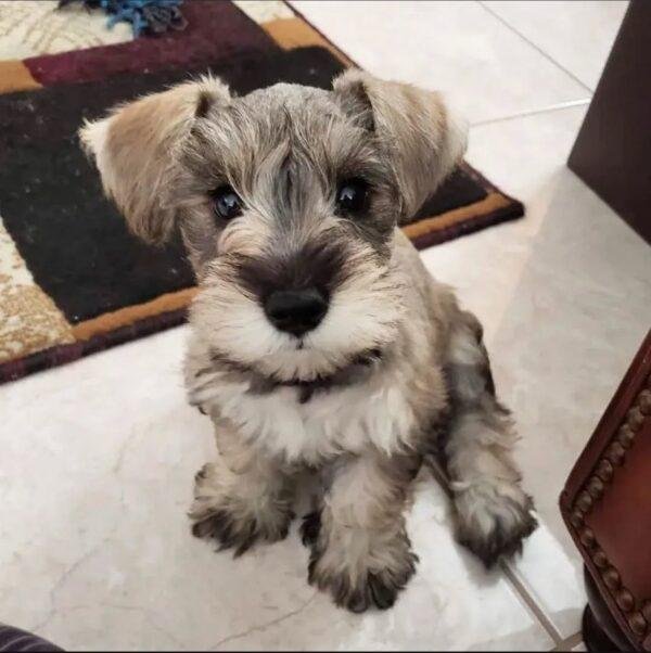 Schnauzer Mini Precio