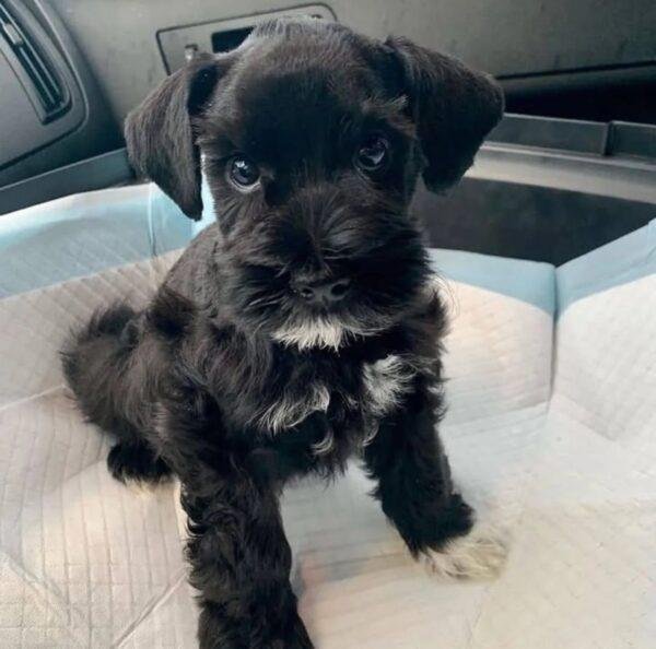 Cachorros Schnauzer Mini Negro