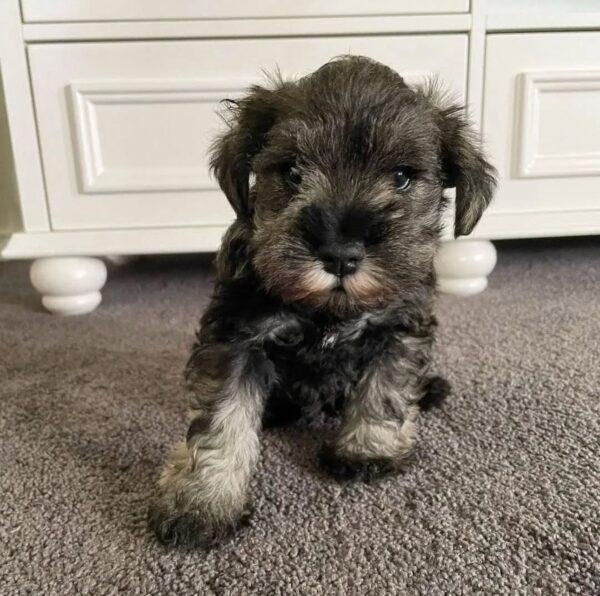 Venta de Cachorros Schnauzer Mini
