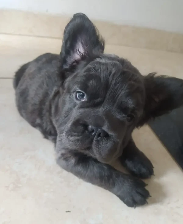 criadero cachorros bulldog frances big rope fluffy precio venta medellin bogota cali pereira rionegro mexico republica dominicana panama ecuador contraentrega