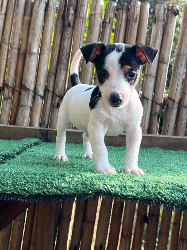Cachorros Jack Russell Terrier en Venta