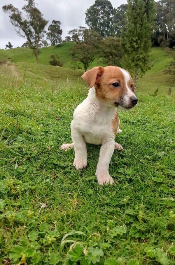 Venta de Jack Russell