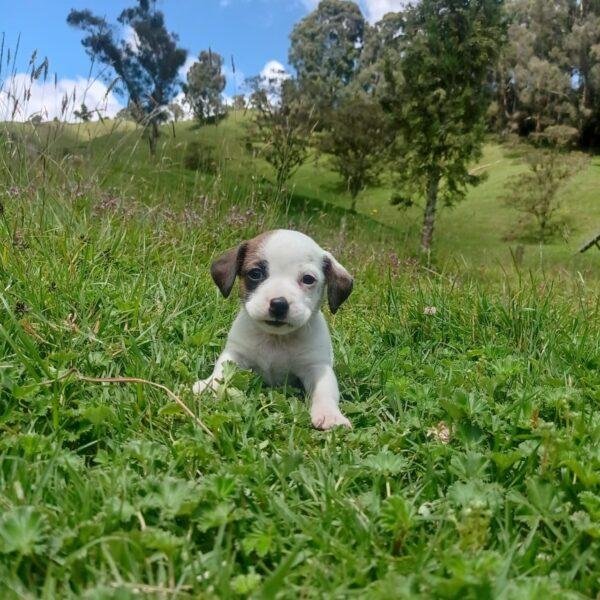 Cachorros Jack Russell en Venta