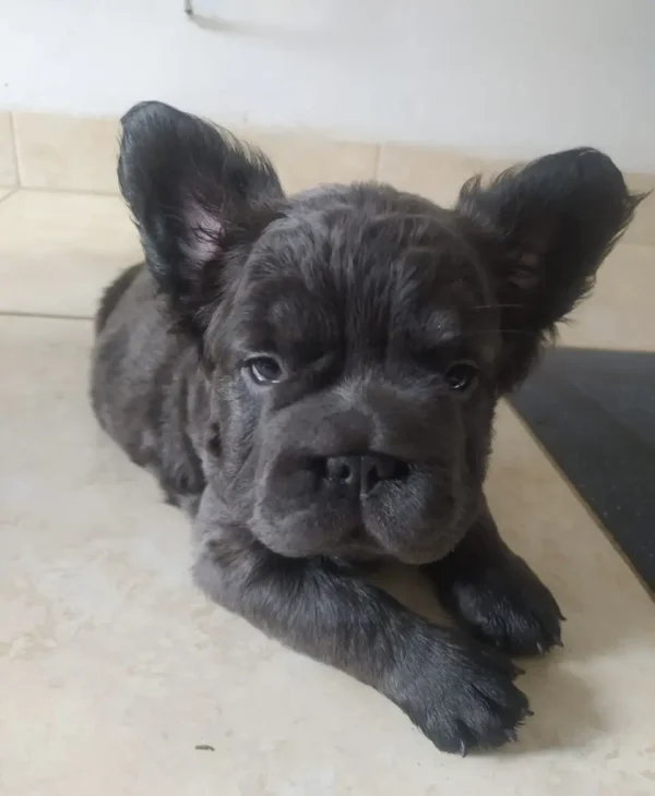 criadero cachorros bulldog frances big rope fluffy precio venta medellin bogota cali pereira rionegro mexico republica dominicana panama ecuador contraentrega