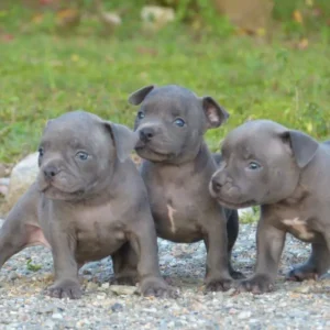 criadero cachorros american bully precio venta medellin bogota cali pereira rionegro mexico republica dominicana panama ecuador contraentrega