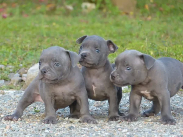 criadero cachorros american bully precio venta medellin bogota cali pereira rionegro mexico republica dominicana panama ecuador contraentrega