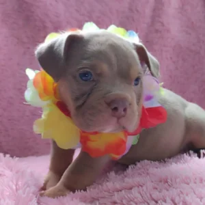criadero cachorros american bully precio venta medellin bogota cali pereira rionegro mexico republica dominicana panama ecuador contraentrega