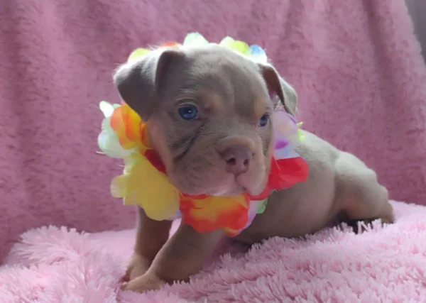 criadero cachorros american bully precio venta medellin bogota cali pereira rionegro mexico republica dominicana panama ecuador contraentrega