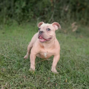 criadero cachorros american bully precio venta medellin bogota cali pereira rionegro mexico republica dominicana panama ecuador contraentrega
