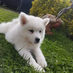 criadero cachorros samoyedo precio venta medellin bogota cali pereira rionegro mexico republica dominicana panama