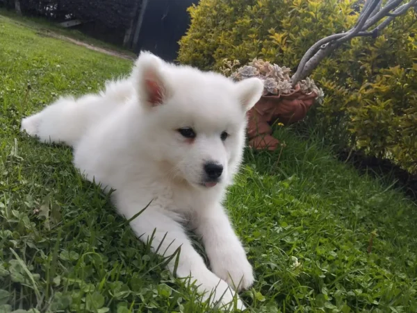 criadero cachorros samoyedo precio venta medellin bogota cali pereira rionegro mexico republica dominicana panama
