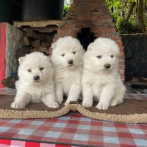 criadero cachorros samoyedo precio venta medellin bogota cali pereira rionegro mexico republica dominicana panama ecuador contraentrega