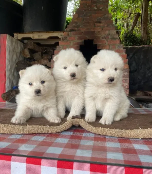 criadero cachorros samoyedo precio venta medellin bogota cali pereira rionegro mexico republica dominicana panama ecuador contraentrega