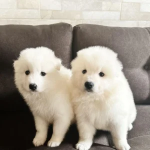 criadero samoyedo precio venta medellin bogota cali pereira rionegro mexico republica dominicana panama ecuador contraentrega