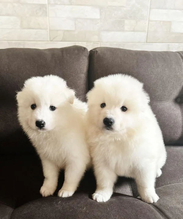 criadero samoyedo precio venta medellin bogota cali pereira rionegro mexico republica dominicana panama ecuador contraentrega