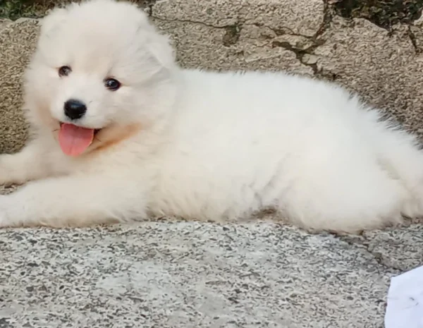 criadero cachorros samoyedo precio venta medellin bogota cali pereira rionegro mexico republica dominicana panama ecuador contraentrega