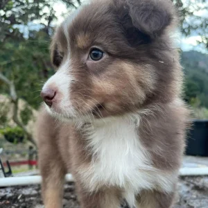 criadero cachorros pastor ovejero australiano precio venta medellin bogota cali pereira rionegro mexico republica dominicana panama ecuador contraentrega