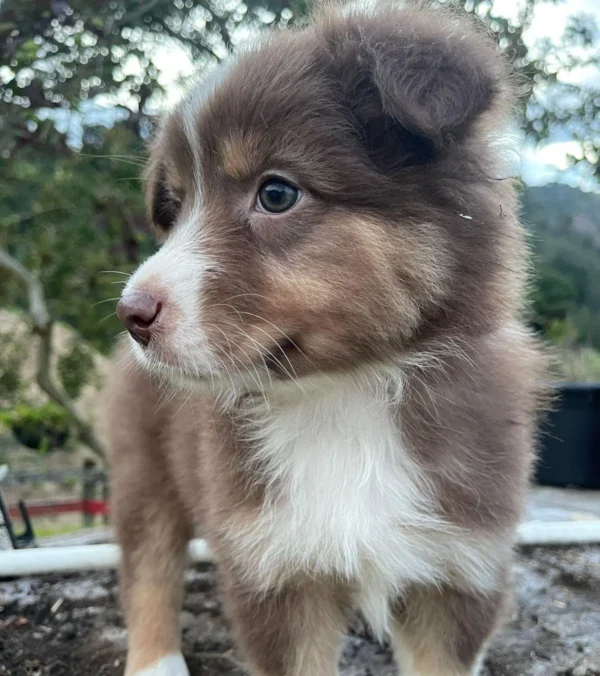 criadero cachorros pastor ovejero australiano precio venta medellin bogota cali pereira rionegro mexico republica dominicana panama ecuador contraentrega