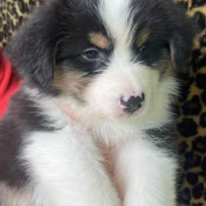 criadero cachorros pastor ovejero australiano precio venta medellin bogota cali pereira rionegro mexico republica dominicana panama