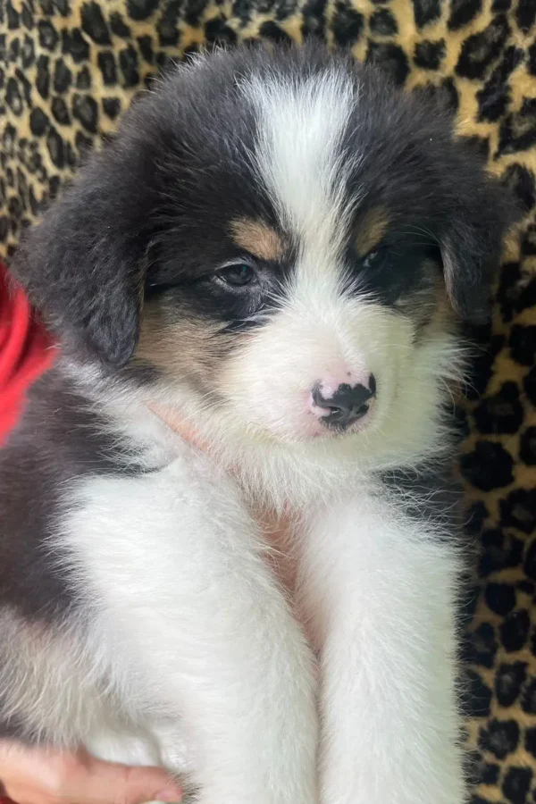 criadero cachorros pastor ovejero australiano precio venta medellin bogota cali pereira rionegro mexico republica dominicana panama