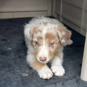 criadero cachorros pastor ovejero australiano precio venta medellin bogota cali pereira rionegro mexico republica dominicana panama