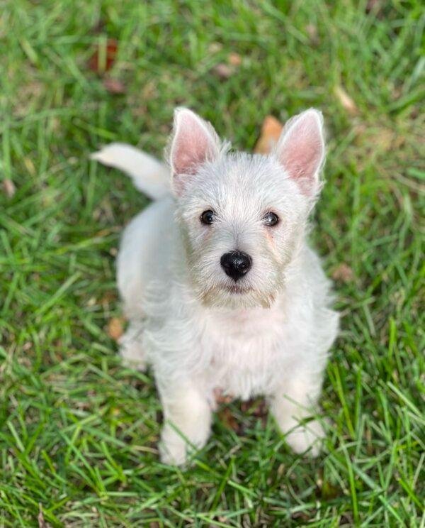 Cachorros West Highland White