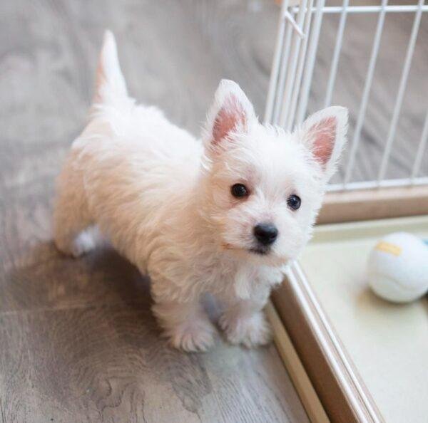 Perros West Highland White Terrier