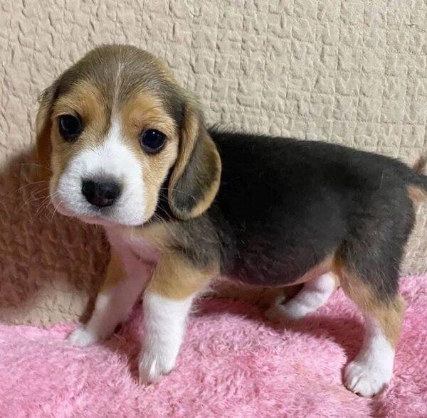 Cachorros Beagle