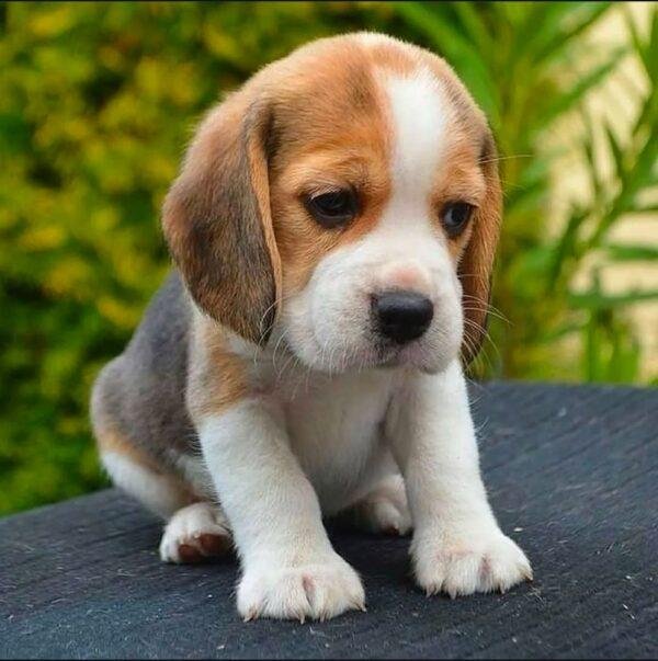 Venta de Cachorros Beagle