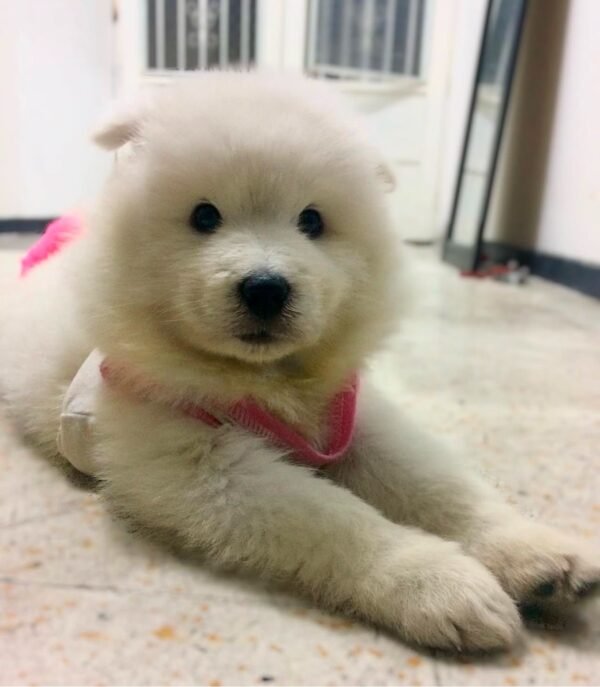 Perros Samoyedo en Venta